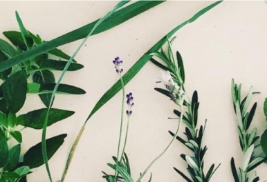 石田理恵さんの「冬のハーブ教室」のSCHOOLのお知らせ