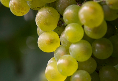 HJ MARCHÉ 39 「delicious day」のお知らせ