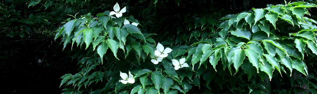6月11日