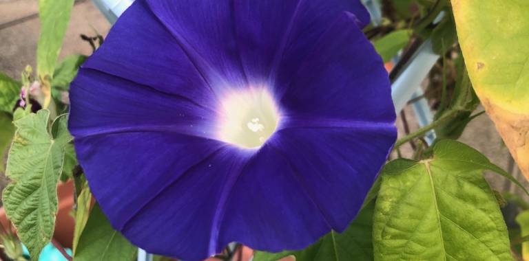 7月31日