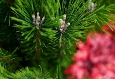 HJ MARCHÉ 46「HAPPY NEW YEAR」のお知らせ