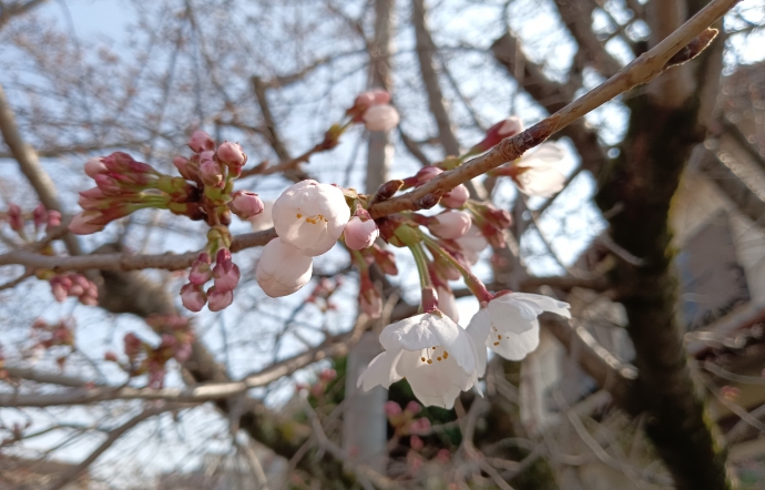 3月26日