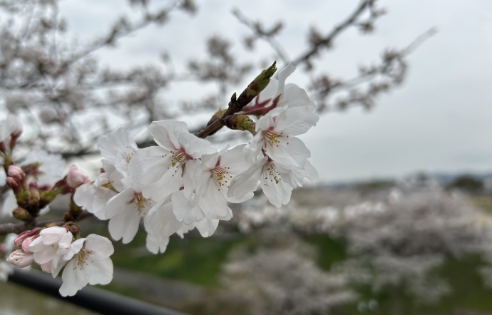 ４月21日