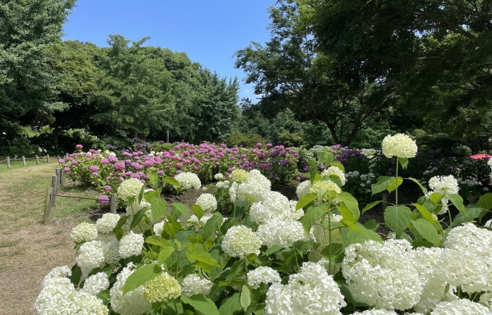 6月20日